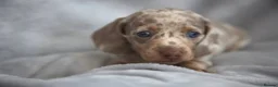 Miniature Dachshund dogs for sale: Miniature dachshund  - Advert 3