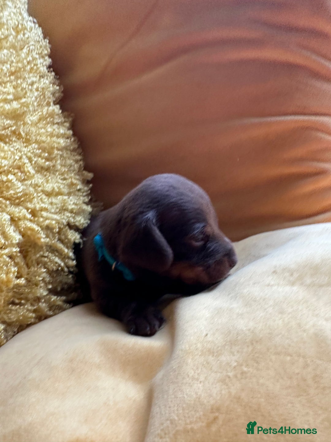 Miniature Dachshund dogs for sale: Miniature Dachshund stunning puppies  - Image 12