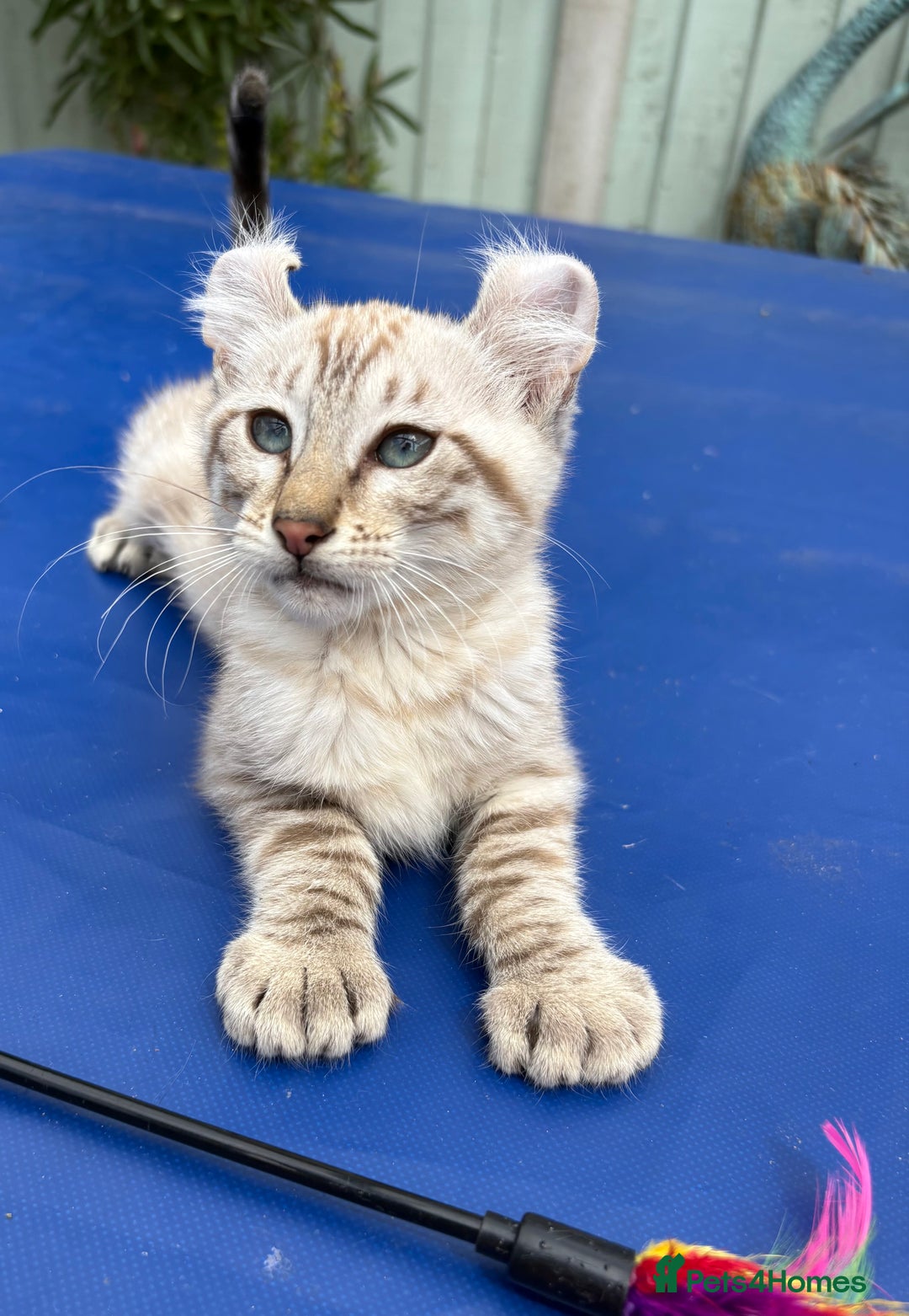 Keetso cats for sale: Super snow leopard girl  - Image 3