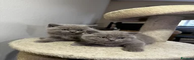 British Shorthair lilac girl 4