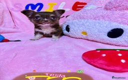 Chihuahua dogs for sale: 🔥 Adorable long-haired Chihuahua puppies for sale - Image 11