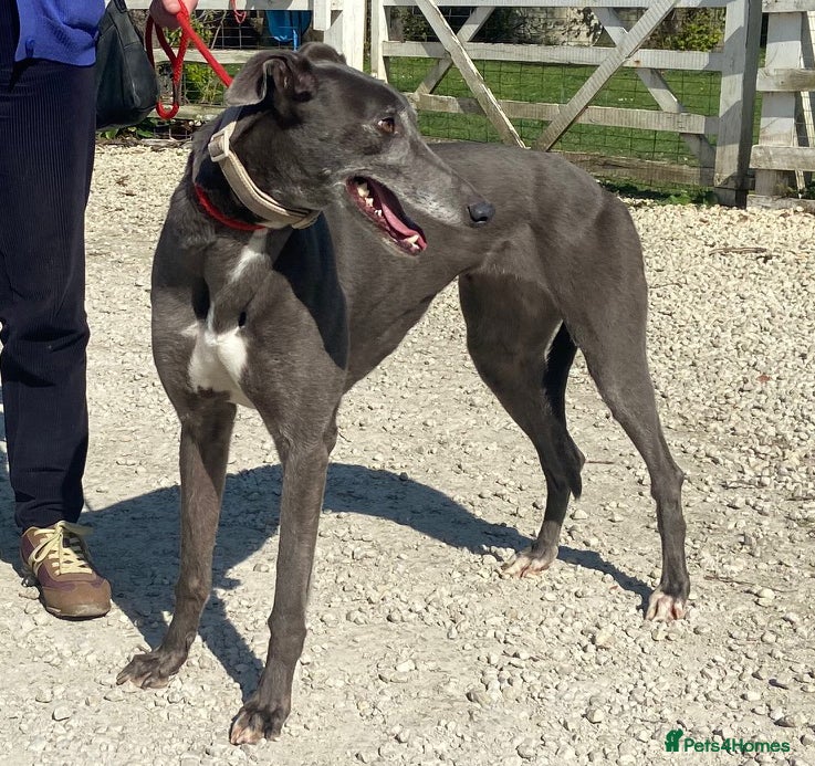 Greyhound dogs Sweet Jean wants a new forever home - Advert 3