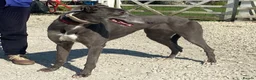 Greyhound dogs for adoption: Sweet Jean wants a new forever home - Advert 1
