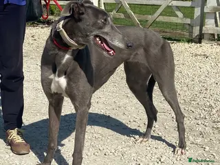Greyhound dogs Sweet Jean wants a new forever home - Advert 3
