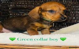 Miniature Dachshund dogs for sale: 🐶 Stunning Miniature Daschund Puppies 🐶 - Image 4