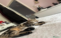 Bengal cats for sale: Female bengal kitten in London - Image 7
