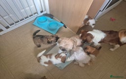 Mixed Breed dogs for sale: Cavachon's  - Image 10