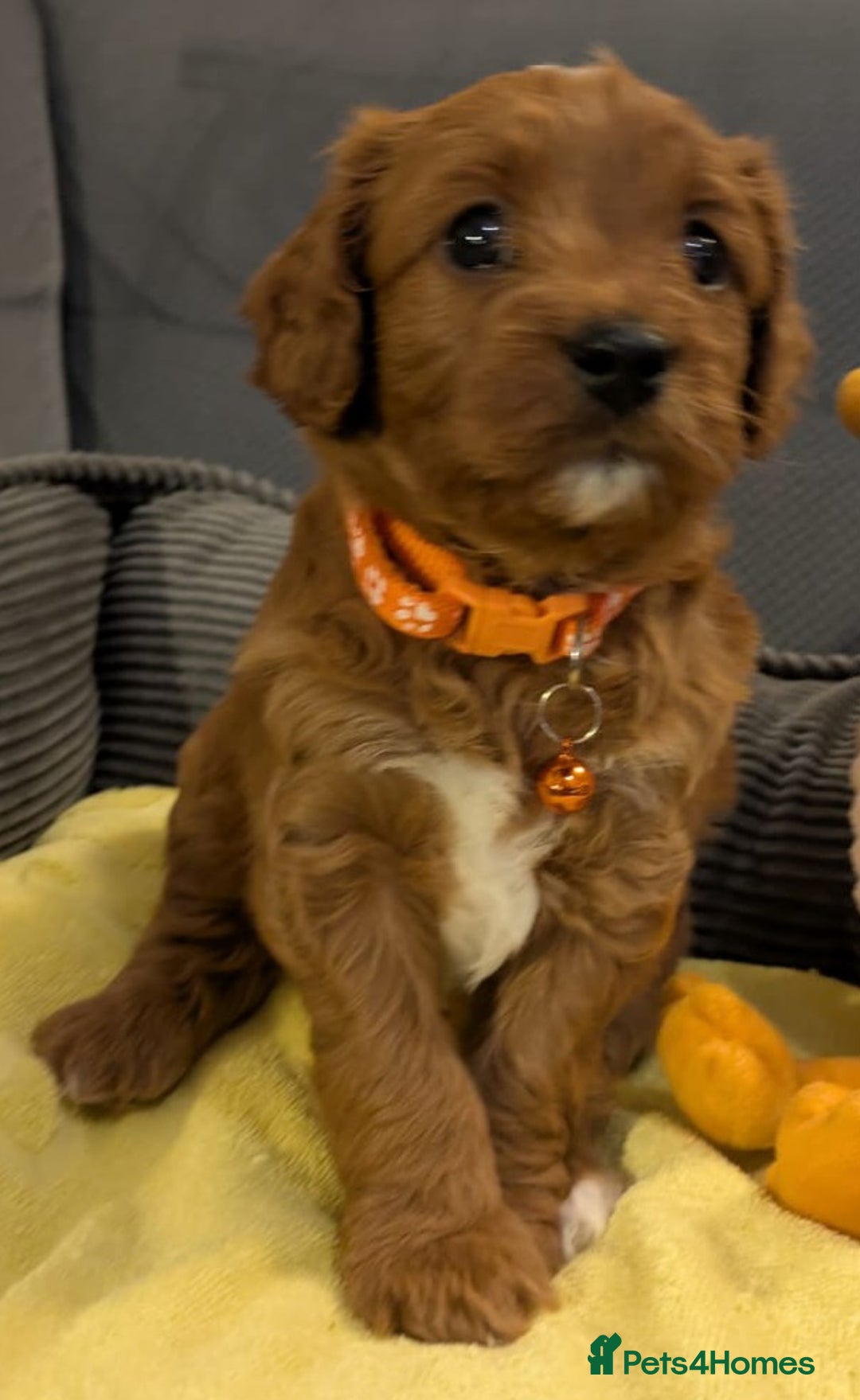 Cavapoo dogs for sale: F2 Cavapoo, Dog breeding license - Advert 16