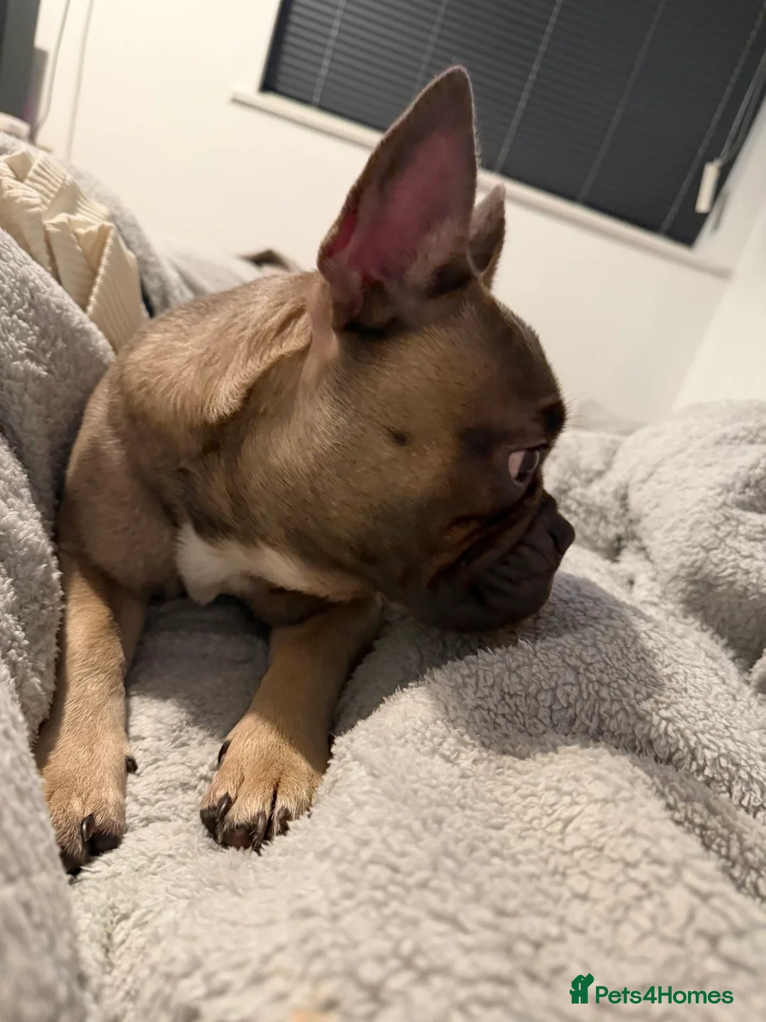 French Bulldog dogs for sale: French bulldog - Advert 2