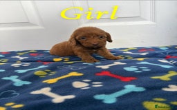 Cockapoo dogs for sale: Cockerpoos for sale  - Image 3