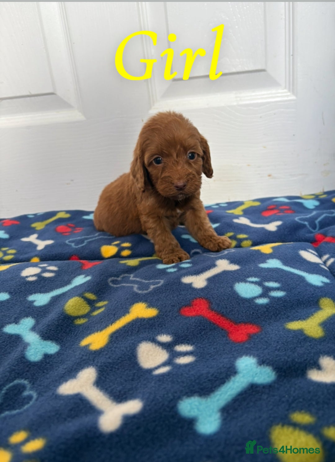 Cockapoo dogs for sale: Cockerpoos for sale  - Image 3