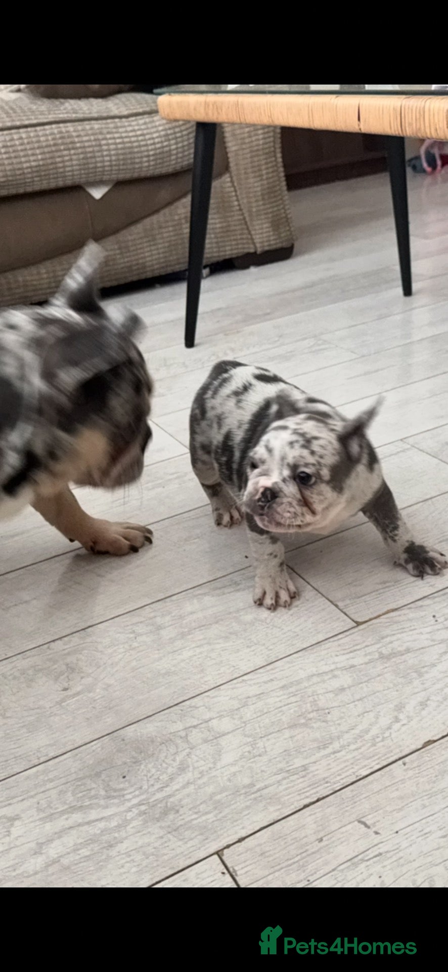 French Bulldog dogs French Bulldog KC reg puppies  - Advert 1