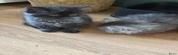 Mixed Breed cats for sale: BSH fluffy mixed breed - Advert 9