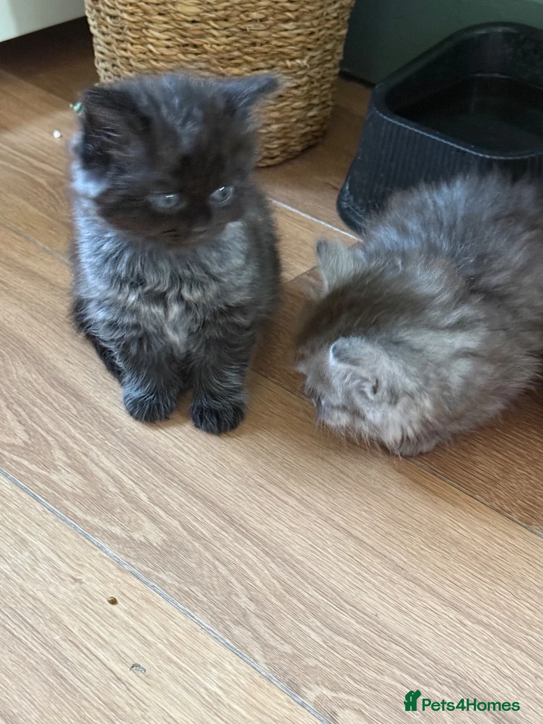 Mixed Breed cats for sale: BSH fluffy mixed breed - Advert 9