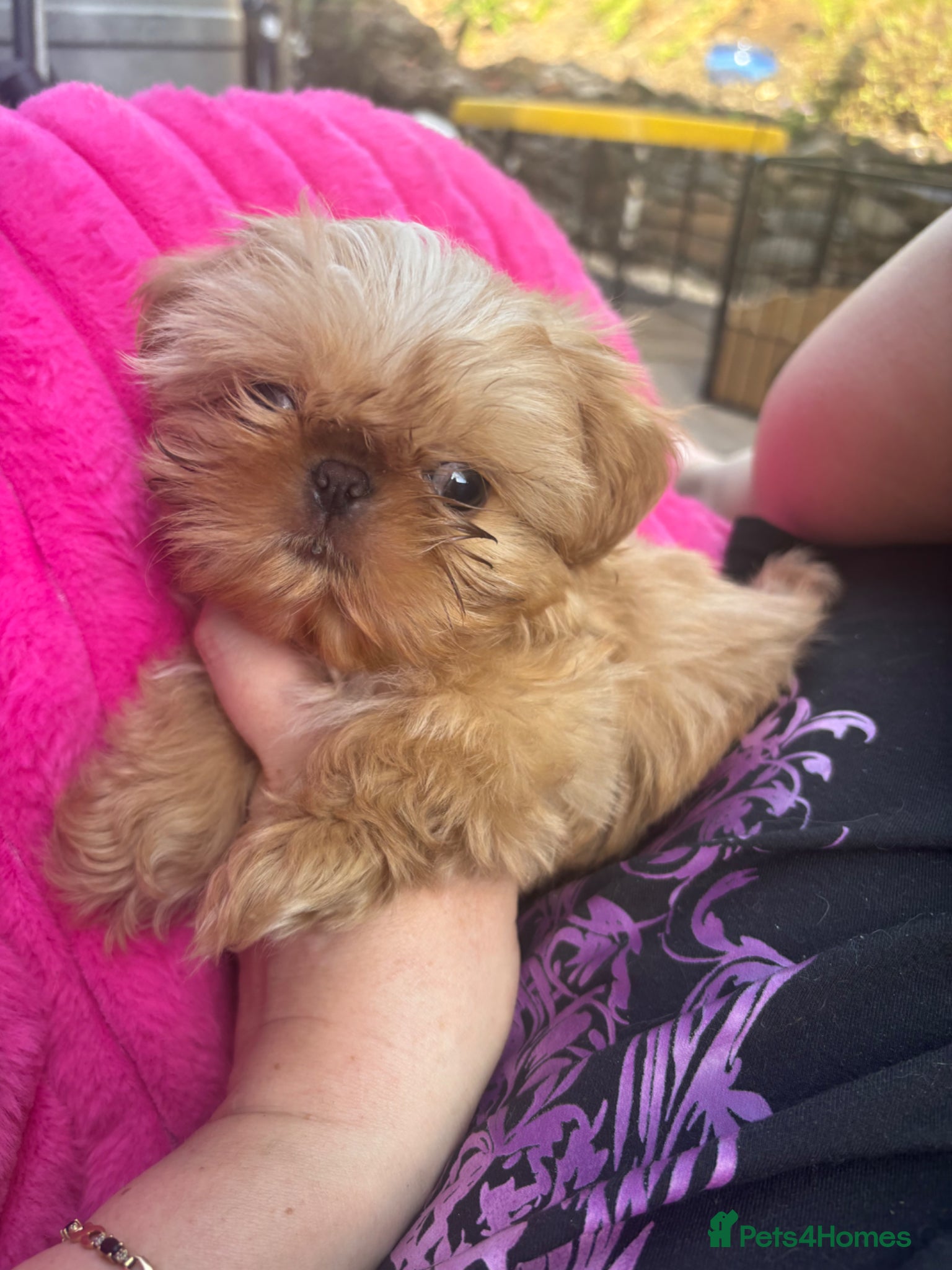 Shih Tzu dogs Beautiful Shih Tzu Puppies, lovely Temperaments - Advert 1