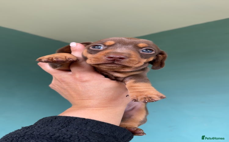 Miniature Dachshund dogs - Advert 2