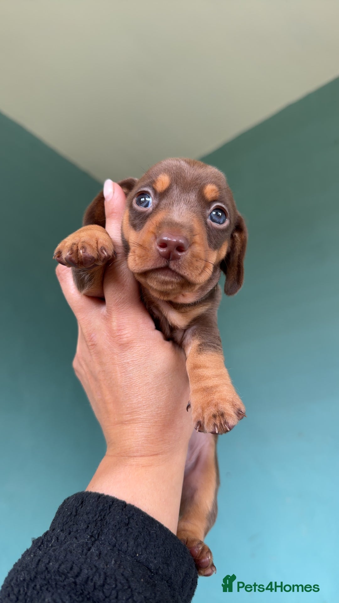 Miniature Dachshund dogs for sale: 4 miniature dachshund  - Image 1
