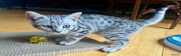 British Shorthair cats for sale: Beautiful BSH Silver Spotted boy available  - Advert 5