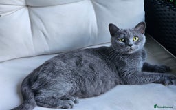 British Shorthair cats for sale: 4 years old British Short-hair - Image 6