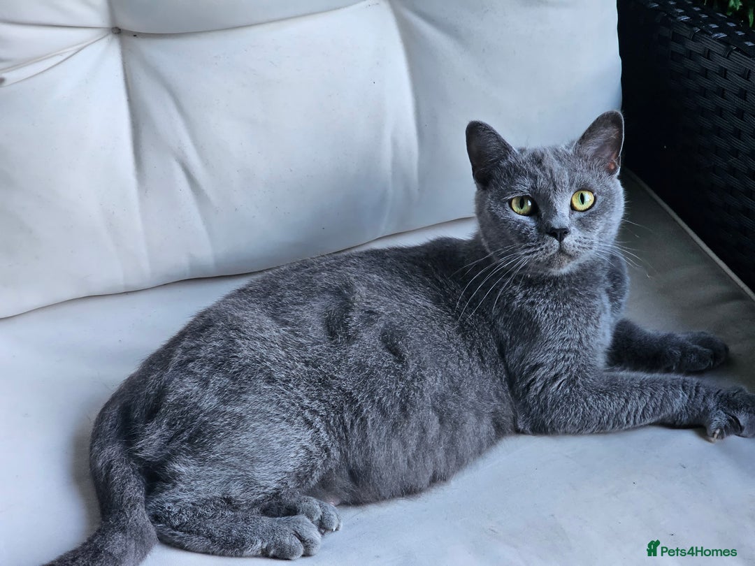 British Shorthair cats for sale: 4 years old British Short-hair - Image 6