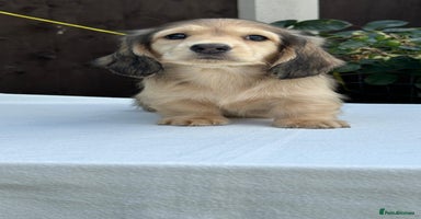 Miniature Dachshund dogs - Advert 3