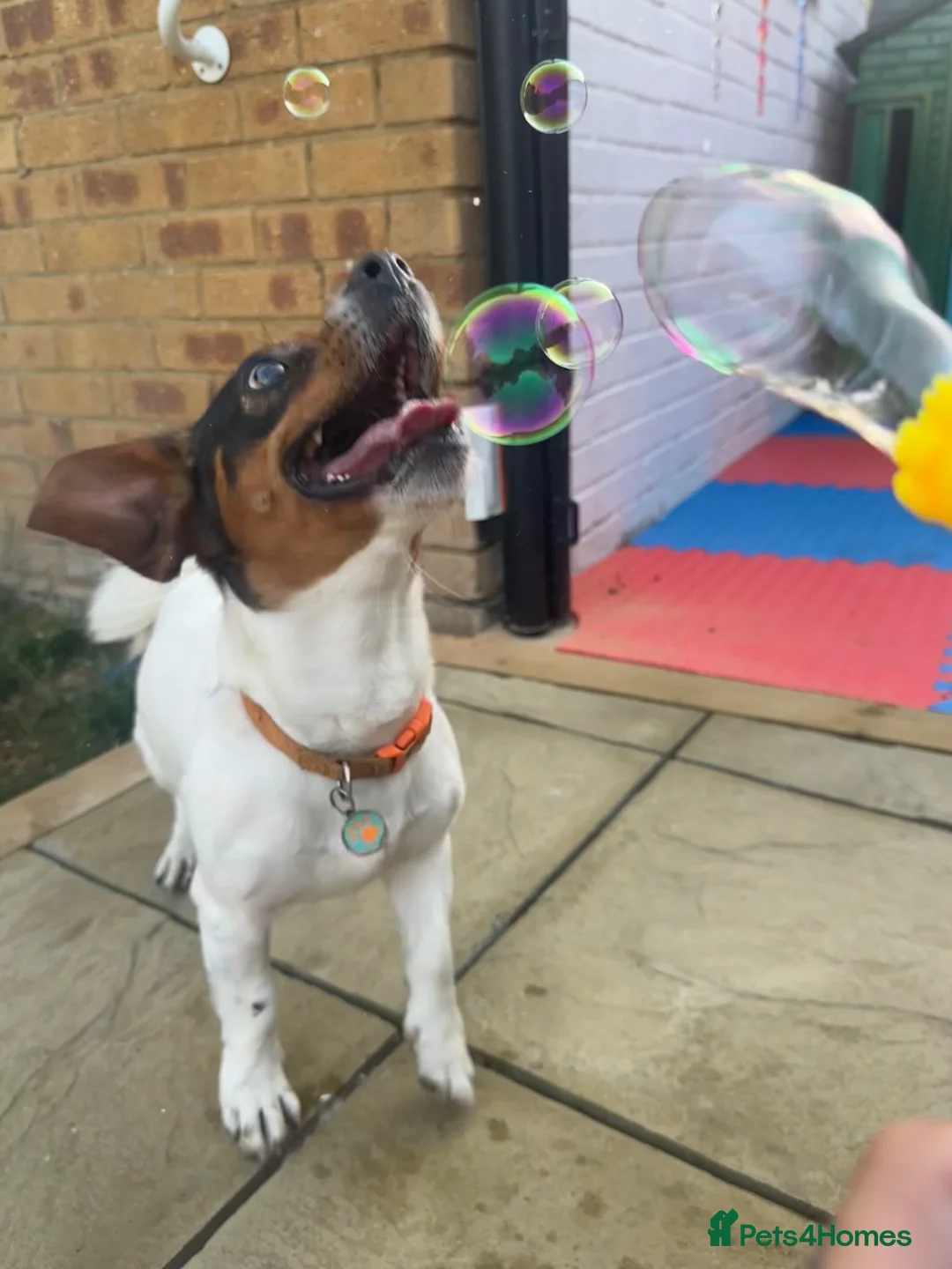 Mixed Breed dogs for sale: Looking for his forever home  in Sittingbourne - Advert 40