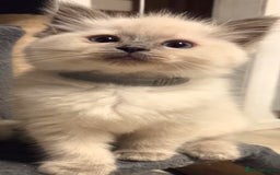 Ragdoll cats for sale: Pure blue mitted Ragdoll kittens - Image 10