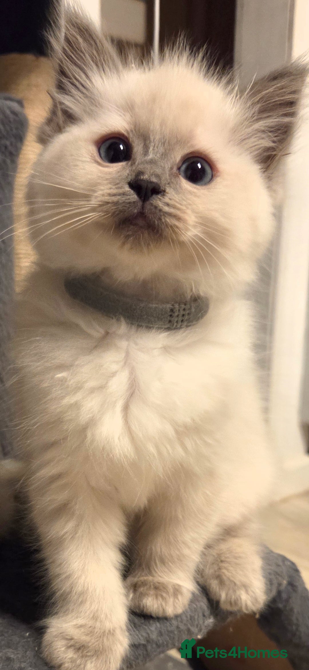 Ragdoll cats for sale: Pure blue mitted Ragdoll kittens - Image 10