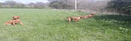 Hungarian Vizsla dogs for stud: Mr David McKerron  - Advert 8