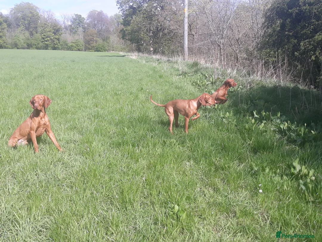 Hungarian Vizsla dogs for stud: Mr David McKerron  - Advert 8