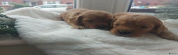 Cavapoo dogs for sale: F1 Cavapoo puppies  - Advert 5