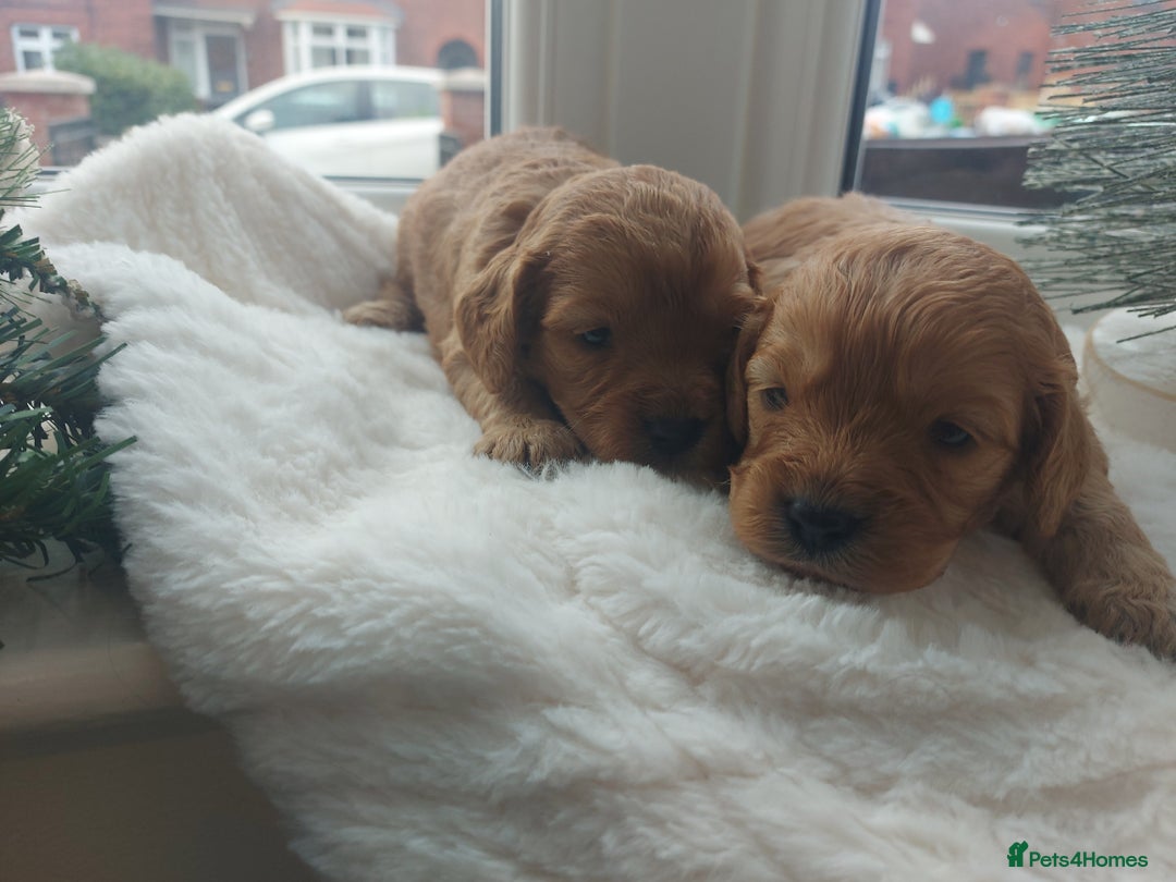 Cavapoo dogs for sale: F1 Cavapoo puppies  - Advert 5