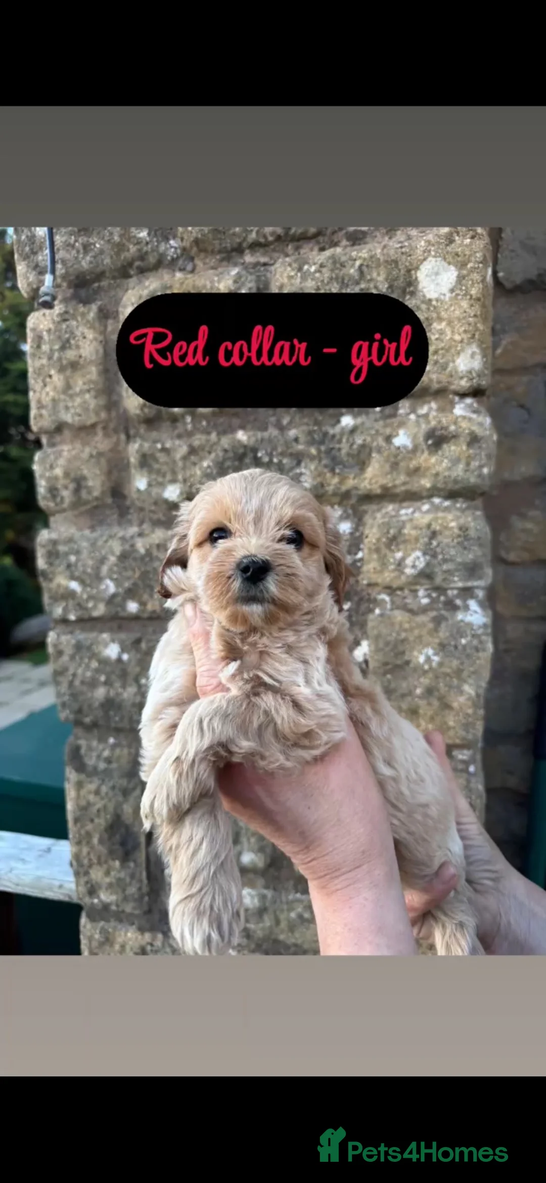 Cavapoochon dogs for sale: 5 cavapoochon puppies💙🩷 - Advert 1