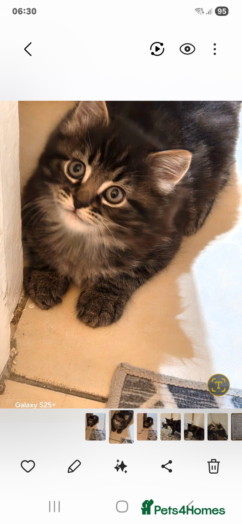 European cats Beautiful kittens  - Advert 1