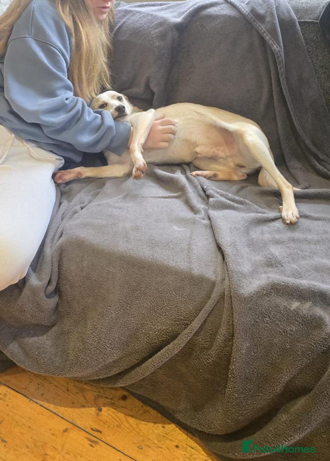 Mixed Breed dogs for adoption: 🐾 Meet Alfie 🐾 - Advert 3