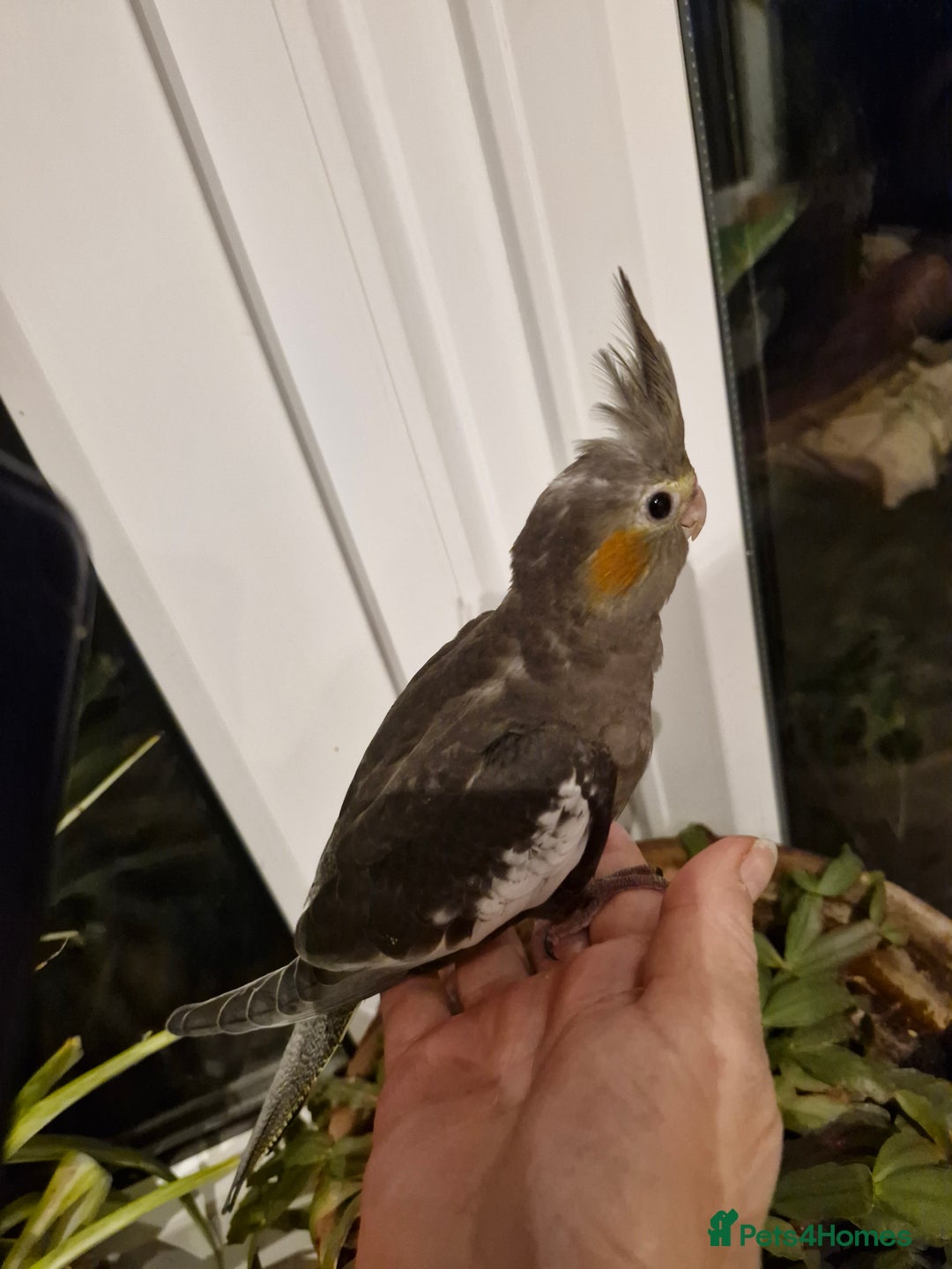 Cockatiels birds for sale: Baby cockatiels  - Image 5