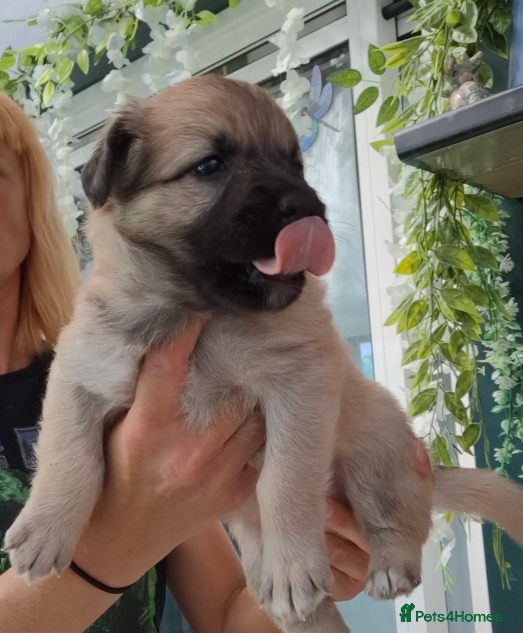 Sheprador dogs Shepadore puppies for sale. German Shepherd Labs.  - Advert 1
