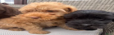 Labradoodle 1