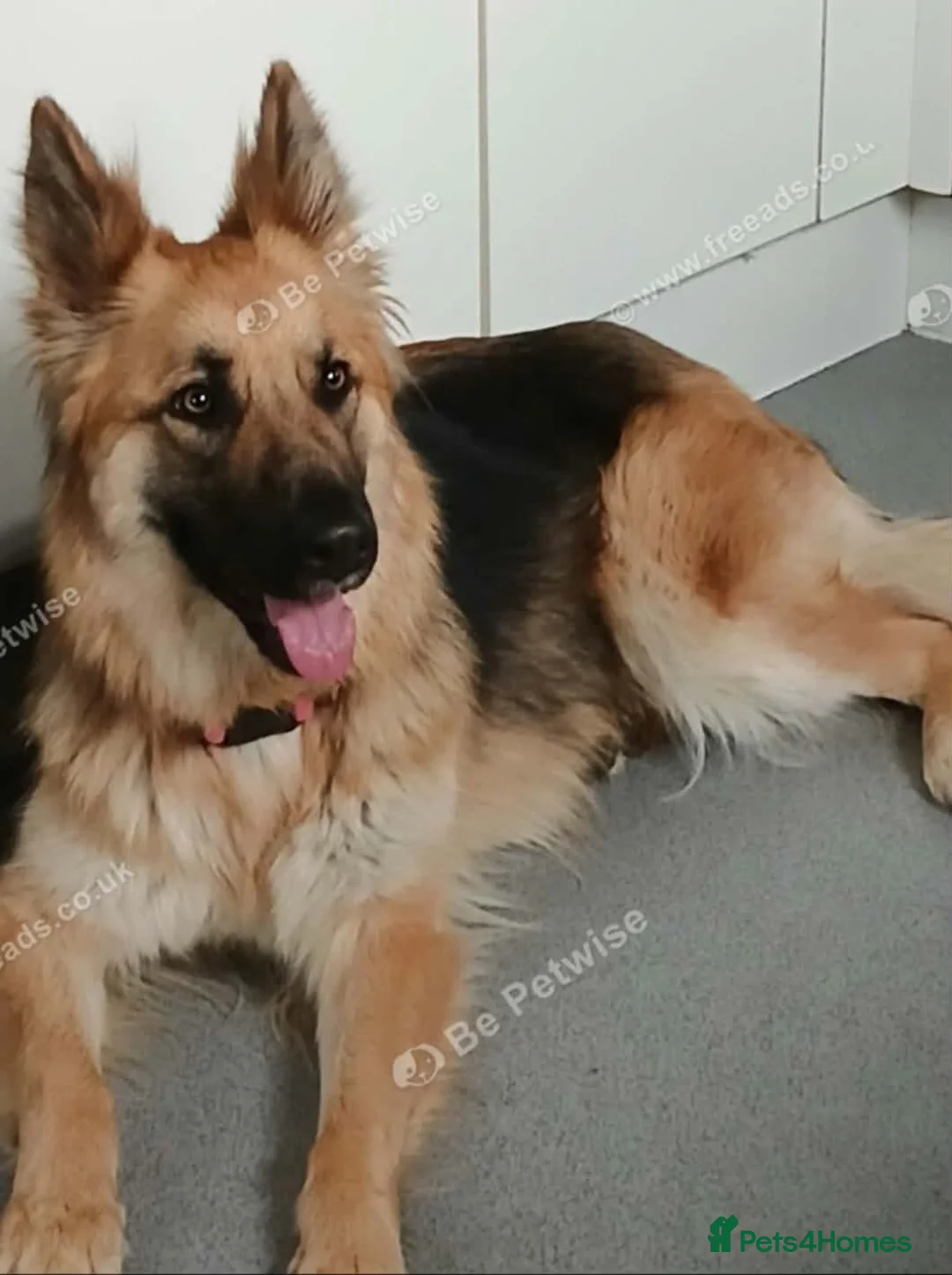 German Shepherd dogs for sale: German shepherd female  - Advert 1