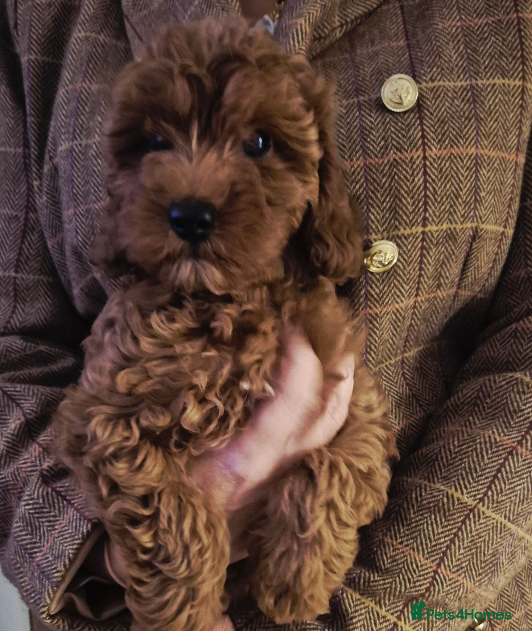 Cavapoo dogs F1B HEALTH TESTED RUBY CAVERPOOS  - Advert 3