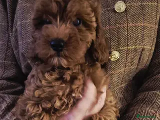 Cavapoo dogs F1B HEALTH TESTED RUBY CAVERPOOS - Advert 3