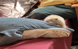 Ferret rodents for sale: White ferret jill looking for a nice home - Image 6