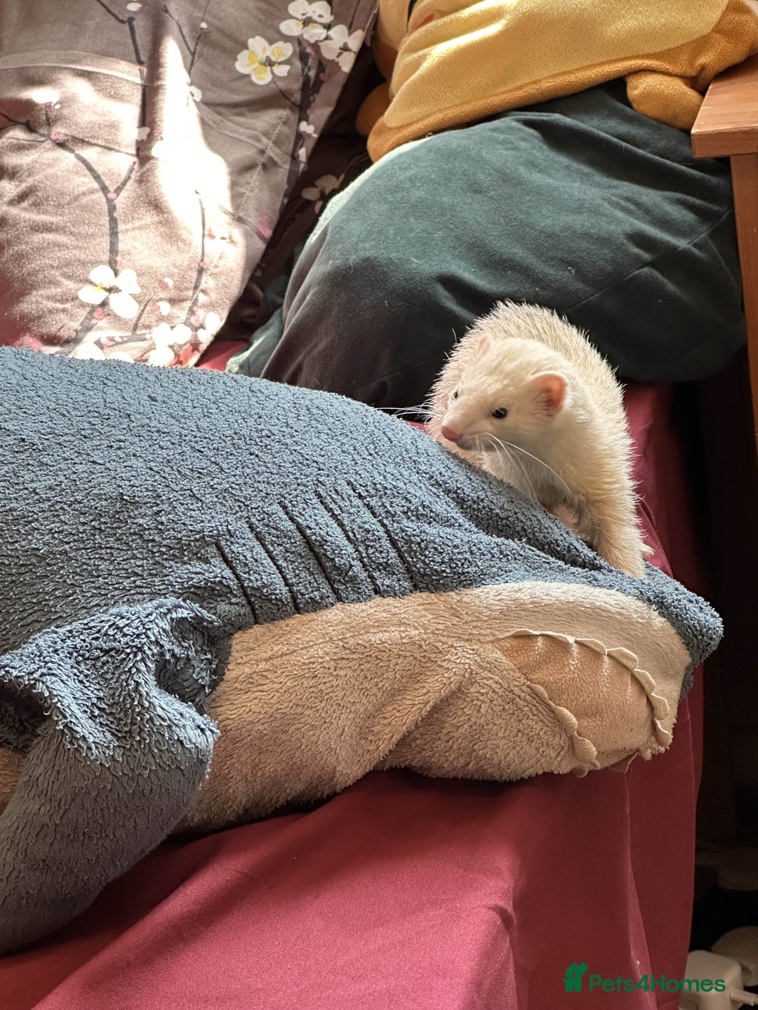 Ferret rodents for sale: White ferret jill looking for a nice home - Image 6