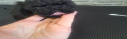 Toy Poodle dogs for sale: Black toy poodles from beautiful parents in Montrose - Advert 6