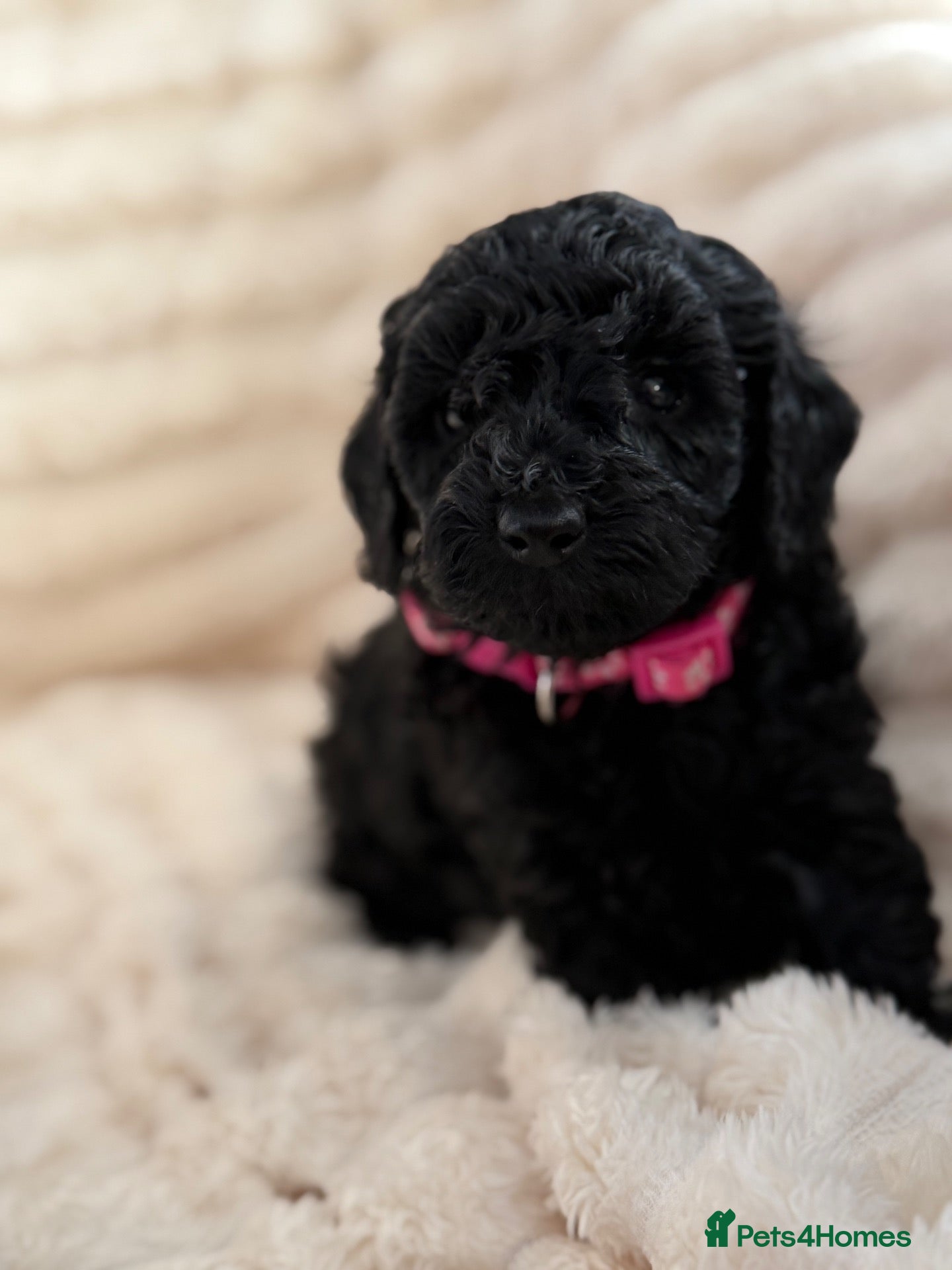 Miniature Poodle dogs Miniature poodle - Advert 5