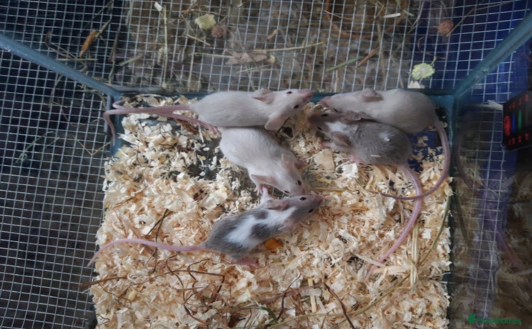 Mouse rodents in Manchester - Advert 3