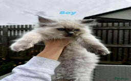 Ragdoll cats for sale: 4 ragdoll Kittens – Ready for Their New Homes - Image 10
