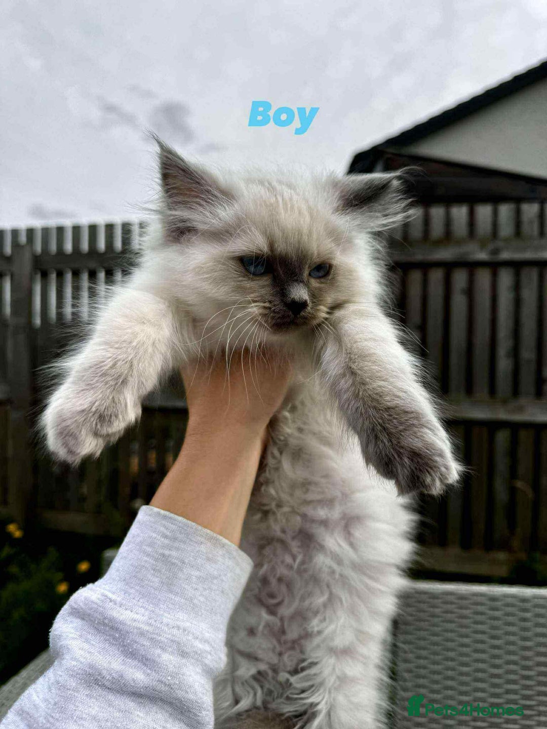 Ragdoll cats for sale: 4 ragdoll Kittens – Ready for Their New Homes - Image 10