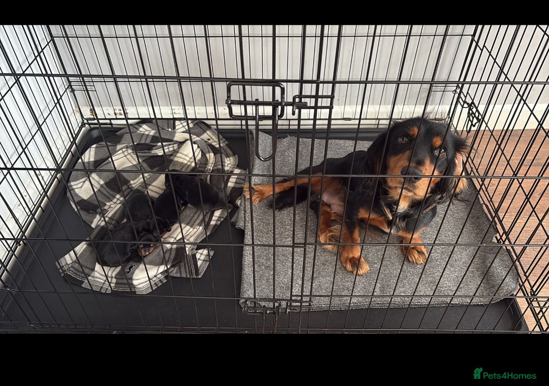 Cocker Spaniel dogs for sale: Cocker spaniels - Image 13
