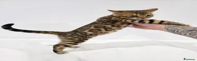 Bengal 2